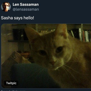 Bitcoin Cat