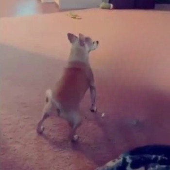 Twerking Dog