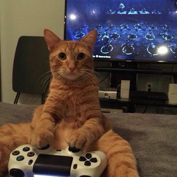 Sony Cat