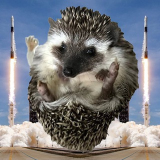 Shrub the hedgehog