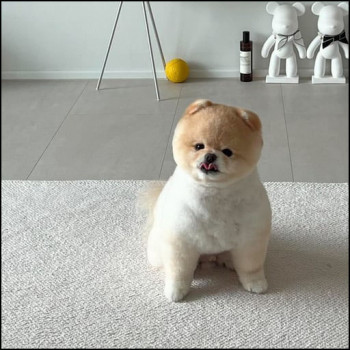 mok