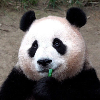 Fubao The Viral Panda