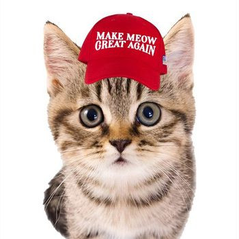 TRUMP CAT